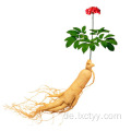 wilder Ginseng-Gesundheitstee